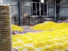 皇菊烘干現(xiàn)場(chǎng)